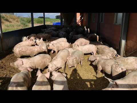 Unser Bauernhof Folge 3: Frische Strohdusche