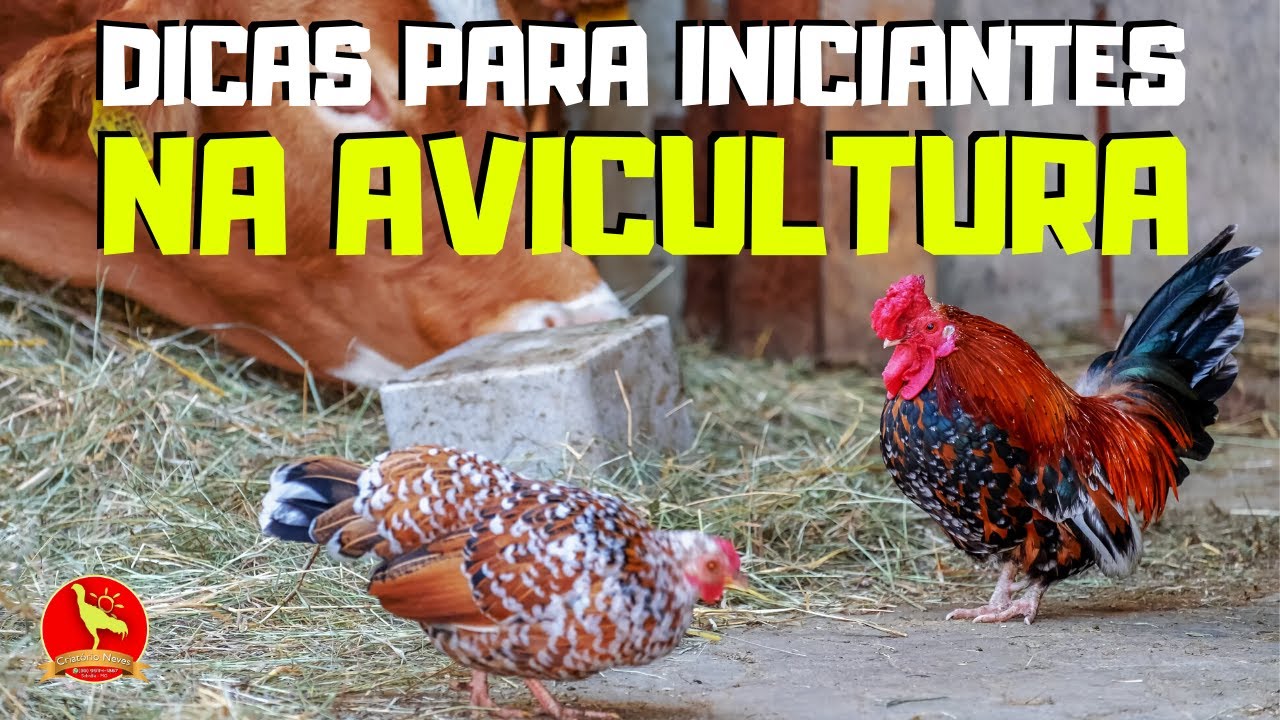 Está começando AGORA? Veja a TRAJETÓRIA e DICAS do CRIATÓRIO NEVES.