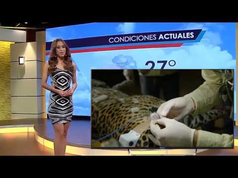 BBC Natural World 2016 Jaguars Brazils Super Cats  BBC Documentary