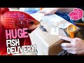 Huge Betta unboxing!