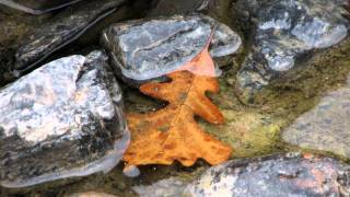 Minnesota's Embrace - "Love Me So"