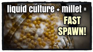 Liquid Culture + Millet = FAST Grain Spawn!!