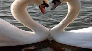 MY VALENTINE - Jim Brickman/Martina McBride (Lyrics)