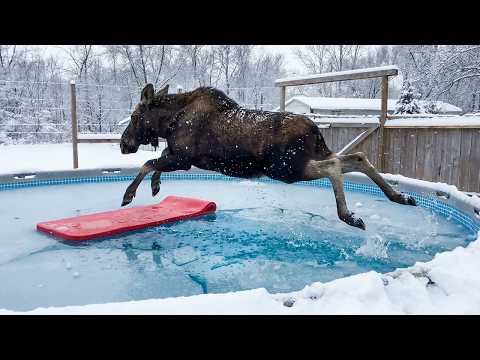 Animals vs Water 😂 Funny Animals [2025 Edition]