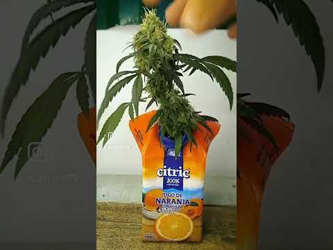 Microcultivo 60 dias