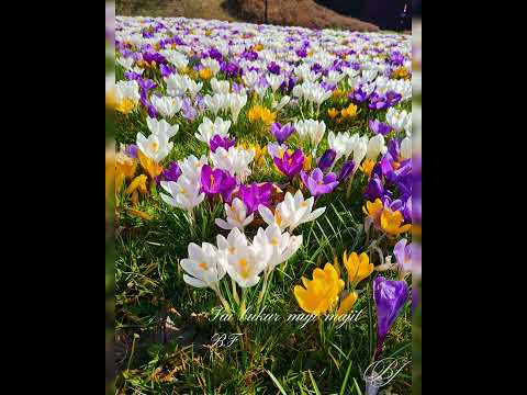 Pranvera dhe lulet e Majit.