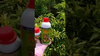 Download lagu Tanaman cabe pake pupuk NASA#nasa#waluyonasa mp3 Download lagu Tanaman cabe pake pupuk NASA#nasa#waluyonasa mp3