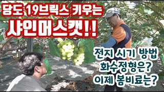 포도 관리 방법 (샤인머스캣 샤인머스켓 중심) 전지 방법 화수정형은? 그럼 봄비료 관리는? 신품종 포도 접목…