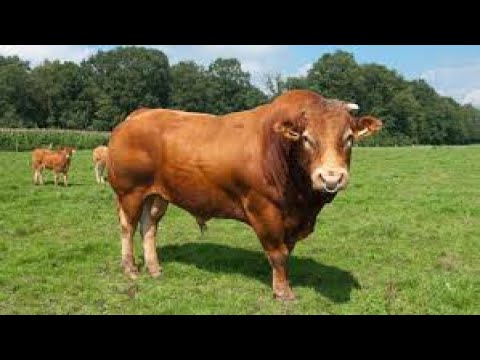 Tarbh Cholm Bheachlín- Bertie Ó Domhnaill & Glór na dTonn