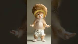 😻😻Cat videos funny dance 💃💃Videos for cats #cats #cat #cute #catdancer #funny