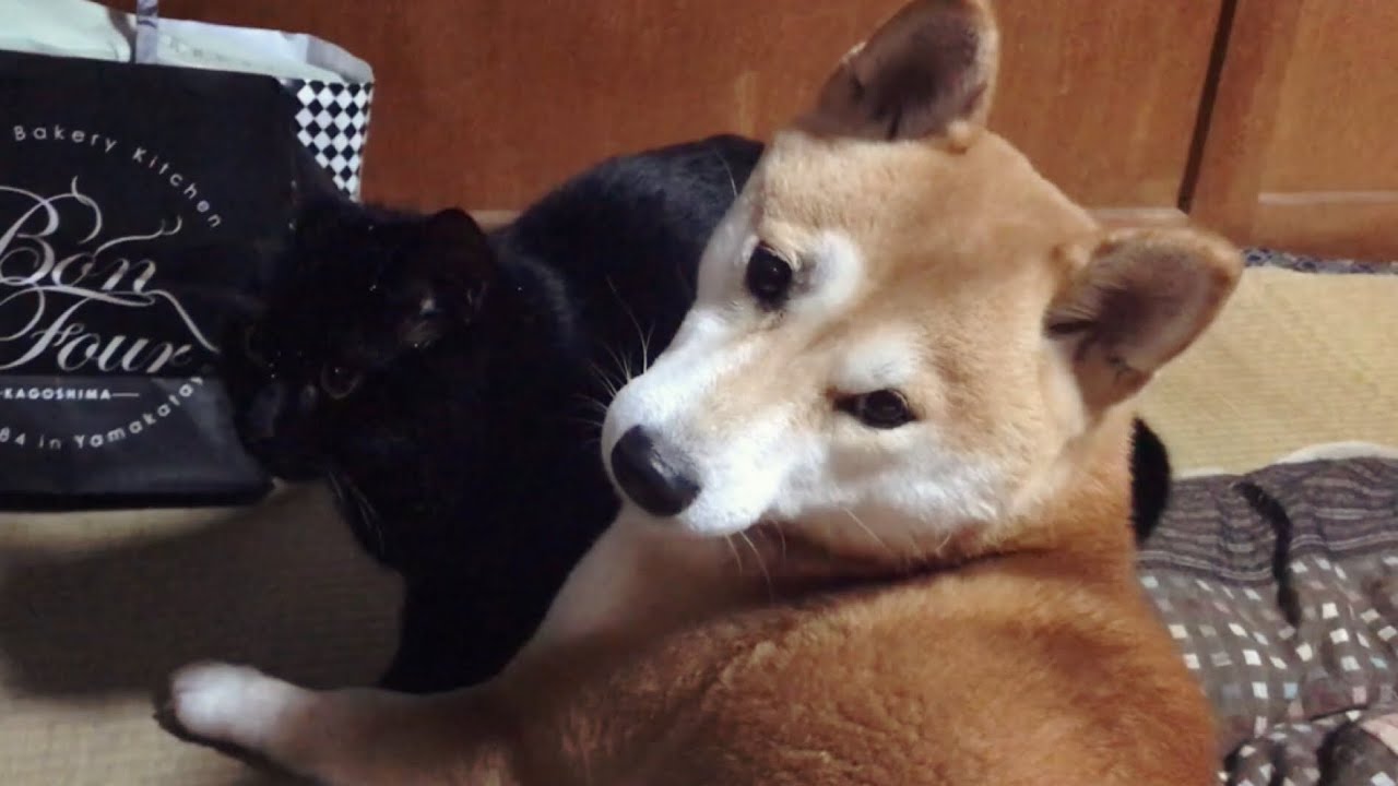 なぜそこで止まる⁈猫の謎行動に困惑する柴犬 Why does cat stop in front of me?