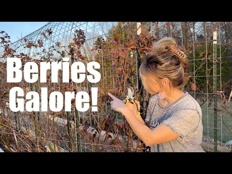 Raspberries, Blackberries, Strawberries!!!!  The secrets I've learned that have TRIPLED my harvest