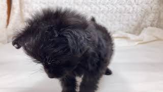 ハーフ犬の動画01