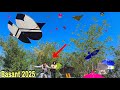 30 Tukely Loot Li Kite Catching In Jungle Basant 2025