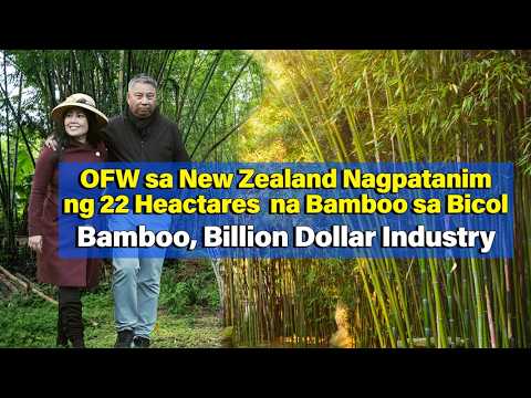 Bamboo Farming, Billion Dollar Industry