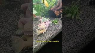 Download lagu Ikan Sapu-sapu Gak Mempan Digigit Buaya #shorts mp3 Download lagu Ikan Sapu-sapu Gak Mempan Digigit Buaya #shorts mp3