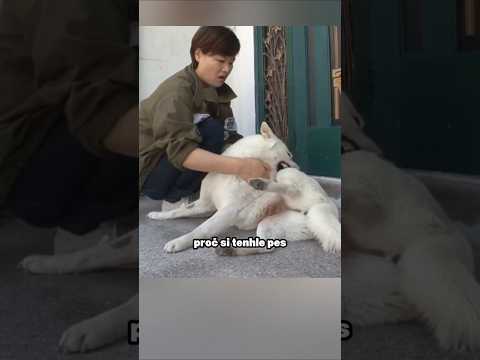 Proč Se Psy Koušou Do Vlastní Tlapky? 😱 (📽:@animal_in_crisis)