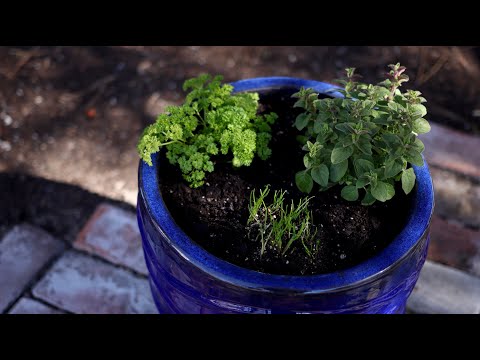 image-Can you plant Mint with other plants?