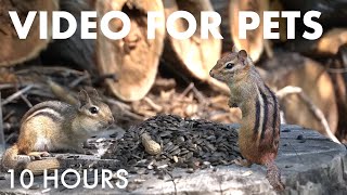 Sunday Morning Brunch for Hungry Squirrels and Chipmunks - 10 Hour Cat TV for Pets - Oct 05, 2025