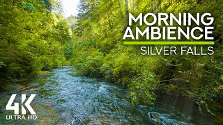 10 HOURS Morning Bird Songs and River Sounds for t