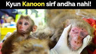 Baby monkey reaction after his mother got shot by bullets
