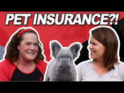 Should I Get Pet Insurance for My Dog?