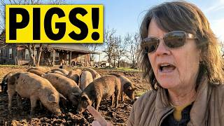 I Had A TEAM of PIGS...And They Were Out of Control 🐷😳