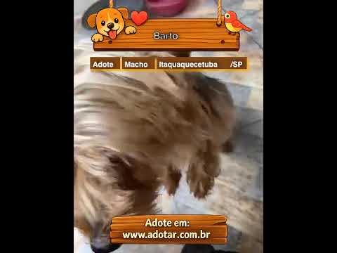 Vídeo de Barto 
