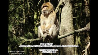 Galerie Fotoserie Affenberg Salem mit Störche und Damwild Bodensee Baden-Württemberg