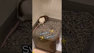 Download lagu I should have seen that coming… 💩 #rats #ratsoftiktok #petrats mp3