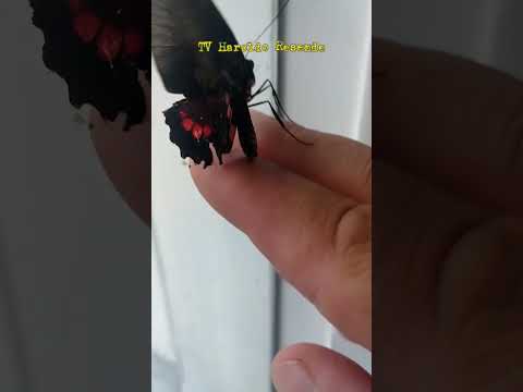 Libertando uma borboleta na Amazônia