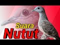 Terlengkap Perkutut Lokal Nutut Jenis Suara Memanggil , Terupdate!