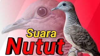 Download lagu Perkutut lokal NUTUT jenis suara MEMANGGIL. mp3 Download lagu Perkutut lokal NUTUT jenis suara MEMANGGIL. mp3