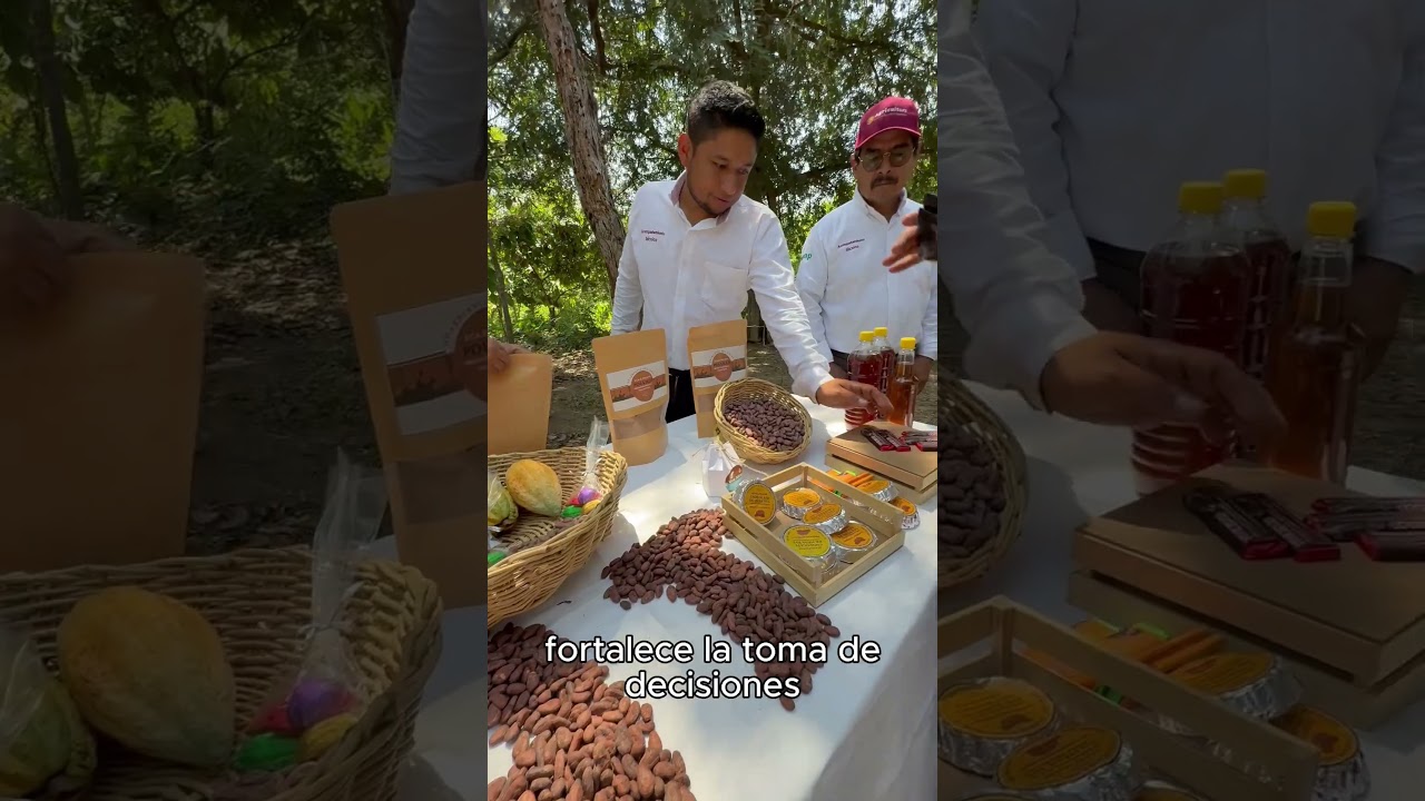 Porque el Cacao también es parte de las Escuelas de Campo