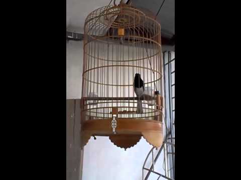 cần bán e chích chòe than này - 0984 705 815