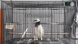 Download lagu Jalak Hongkong Muda Calon Gacor mp3