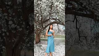 4K HDR Japan Cherry Blossoms 🌸 The beauty of Cherry Blossom