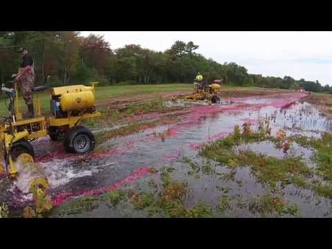 The Life Cycle of a Cranberry Harvest