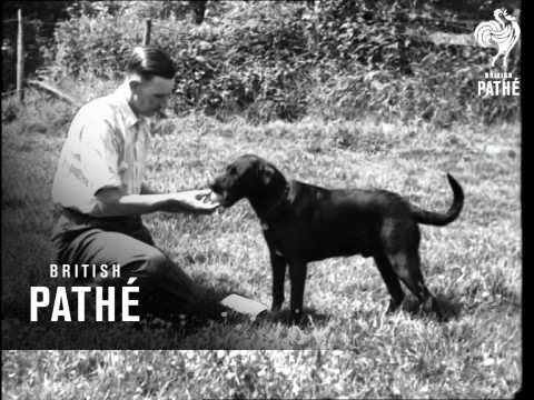 ¡Buen perro! (1940)