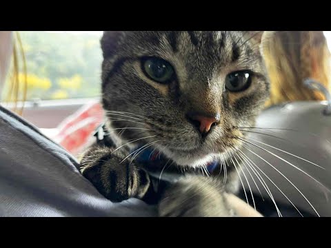 Cat Sneaks Into His Family's Vacation - YouTube