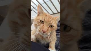 野良猫との戯れ91 #野良猫