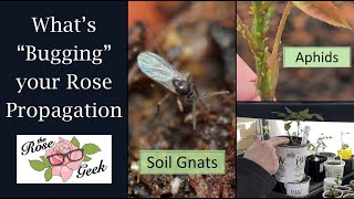 🌹 Rose Propagation / Addressing Pests and Soil Moisture / Aphids / Gnats