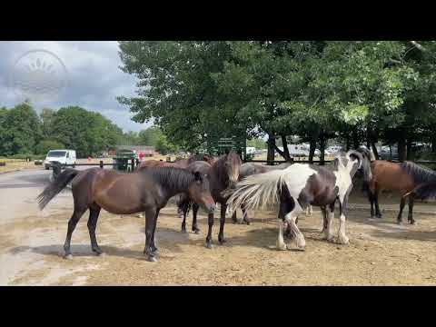 Holmsley Campsite in the New Forest - ourhampshire