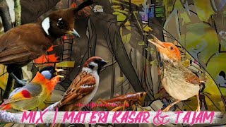 Download lagu MASTERAN REMIX TERBAIK | gereje terung, cililin, panca warna, prenjak dan jangkrik mp3 Download lagu MASTERAN REMIX TERBAIK | gereje terung, cililin, panca warna, prenjak dan jangkrik mp3