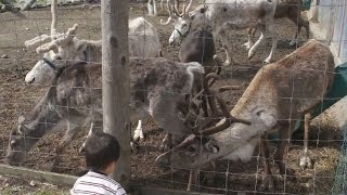 preview picture of video '白馬村のトナカイ牧場　Reindeer farm'