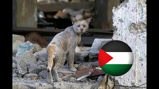 Download lagu Gaza Tonight (Free Palestine - Michael Heart cover) mp3