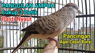Download lagu Perkutut Lokal Gacor Suara Kung Besar Masteran Agar Burung Perkutut Cepat Bunyi Manggung #perkutut mp3 Download lagu Perkutut Lokal Gacor Suara Kung Besar Masteran Agar Burung Perkutut Cepat Bunyi Manggung #perkutut mp3