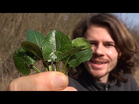 Spring messenger Lesser Celandine - Location, characteristics, ingredients, history, use