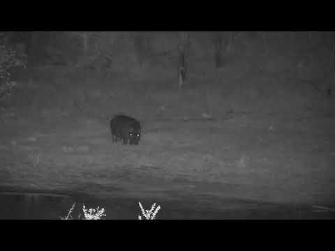 Djuma: Three Hippos out of the water grazing - 02:26 - 08/08/2023