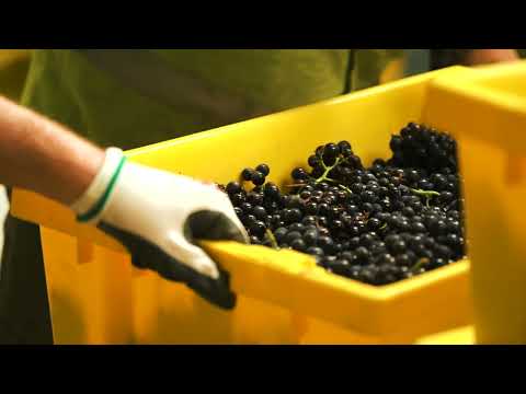 From Vine to Wine at Ashling Park